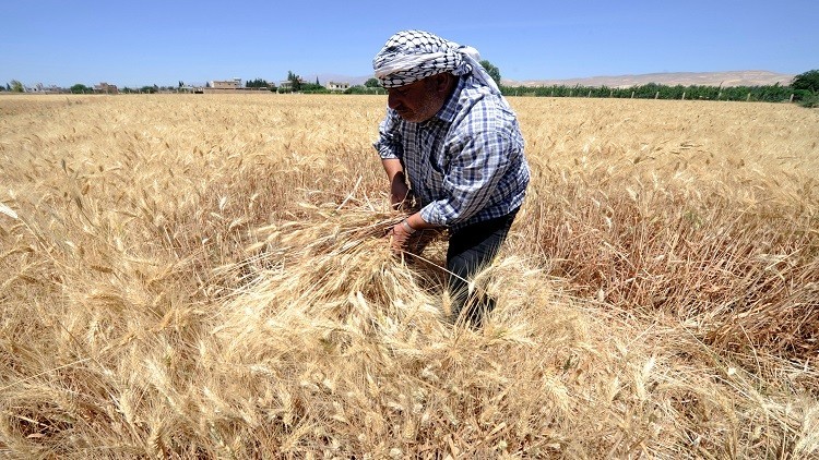 القبض على 4 أشخاص حاولوا إضرام النار في حقول القمح والشعير بريف إدلب